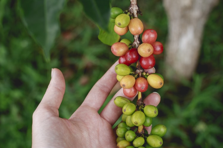 Kona Coffee, see what makes it so special